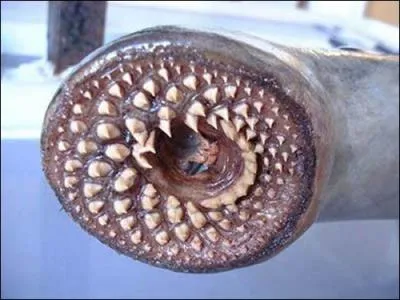 Petit vertbr marin, qui a une ventouse pleines de piques  la place de la bouche, c'est la lamproie...