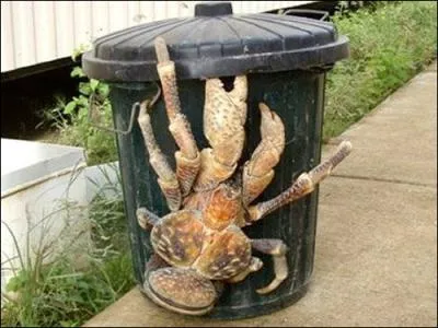 Enorme crabe qui fait la taille d'une poubelle et si vous voulez le manger il vous faudra 4 seaux de mayonnaise ?