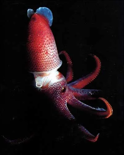 Dans l'estomac de quel animal a-t-on trouv plus de 2 000 becs de ce calamar bijou (Histioteuthis heteropsis) ?