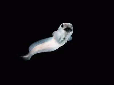 La limace  museau noir (Paraliparis copei copei) est en ralit un poisson de 17 cm que l'on peut trouver jusqu' 1 690 m de profondeur. Pourquoi le nomme-t-on ainsi ?