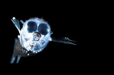Le vise-en-l'air (Winteria telescopa) a d'immenses yeux capables de percevoir la moindre source lumineuse dans l'obscurit. Jusqu' combien de mtres de profondeur peut-on en trouver ?