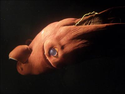 Quel nom donne-t-on  ce Vampyroteuthis infernalis, petit cphalopode rouge de 30 cm que l'on trouve entre 650 et 1 500 m de profondeur ?