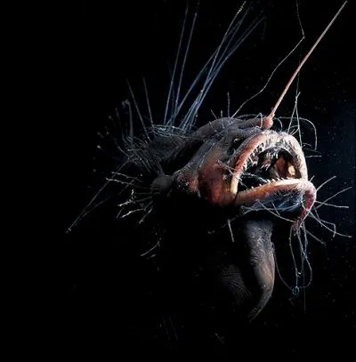 La lotte de mer pineuse (Caulophryne jordani) est un poisson de 25 cm que l'on trouve jusqu' 3 000 m. Que signifie son nom grec ?