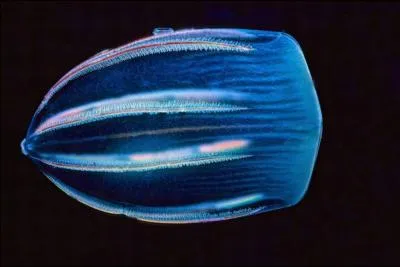 Les ctnophores comme ce Beroe forkalii sont dpourvus de cerveaux et d'yeux, combien de pourcentage son corps contient-il d'eau ?