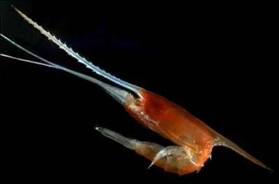 Le Gnathophausia zoea est une crevette d'un rouge si intense qu'on la croirait claire de l'intrieur, pourtant dans son lment naturel, elle est totalement invisibe, pourquoi ?