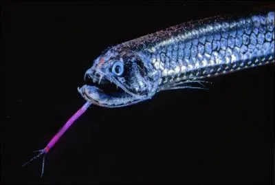 Quel est le nom de ce poisson prdateur parfaitement adapt  la vie abyssale et qui fait partie des poissons les plus rpandus ?