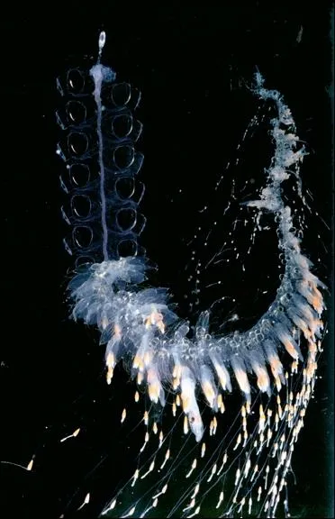 Combien d'estomacs peut avoir le siphonophore physonecte (Nanomia cara) de 2 m de long ?