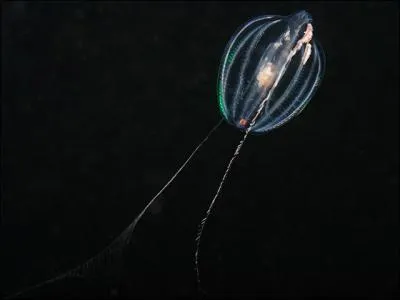 Quel nom donne-t-on  ce ctnophore ?