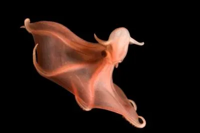 Dans quel ocan trouve-t-on le poulpe  ventouses lumineuses (Stauroteuthis syrtensis) qui vit de 700  2 500 m de profondeur ?