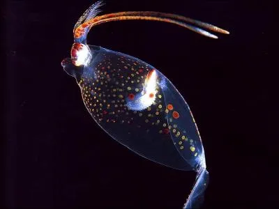 Pourquoi surnomme-t-on ce cphalopode le calamar cacatos (Galiteuthis phyllura) ? Cette espce peut atteindre 2, 70 m de long.