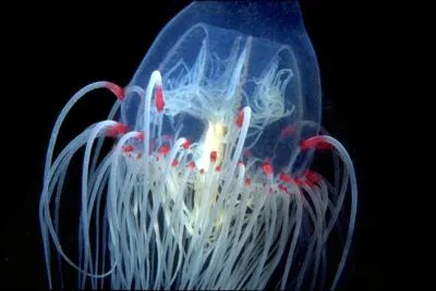 Quelle est l'envergure de la cloche gante (Scrippsia pacifica) qui vit de 0  400 m de profondeur ?