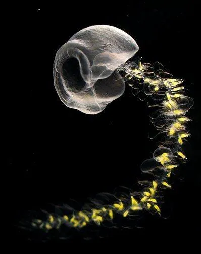 Quelle taille peut atteindre le siphonophore gant (Praya dubia) qui vit de 700  1 000 m ?