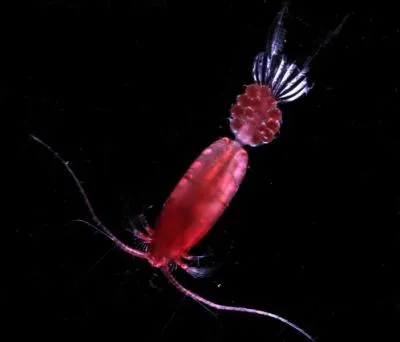  certains endroits les coppodes prdateurs reprsentent 90 % de la biomasse, jusqu' combien de mtres de profondeur peut-on en trouver ?