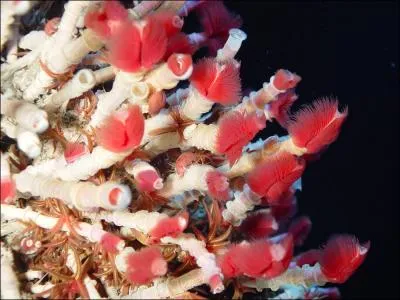 Comment les chercheurs ont-ils nomms familirement les buissons de vers  pompons  (Ridgeia piscesae) qui peuvent atteindre 2 m de long ?