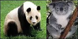 Quel animal fait partie de la mme famille que l'ours, les ursids ?