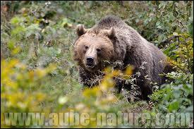 Comment s'appelle la dernire ourse de souche pyrnenne qui a t abattue par un chasseur en 2004 ?