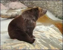 Comment s'appelle l'ours brun des Montagnes Rocheuses ?