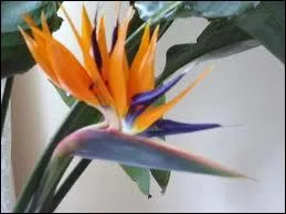 Comment se nomme cette fleur ?