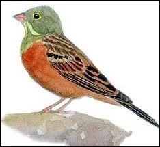 Quel est ce petit oiseau mesurant 16 cm ?