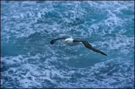 Quel est cet oiseau, oeuvre de Baudelaire ?