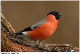 Quel est ce bel oiseau ?