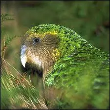 Cette espèce de perroquet nocturne est un kakapo. Jusqu'à quel âge peut-il vivre ?