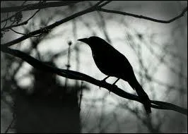 Qui interprétait "L'oiseau de nuit", titre de l'album "Le chanteur" ?