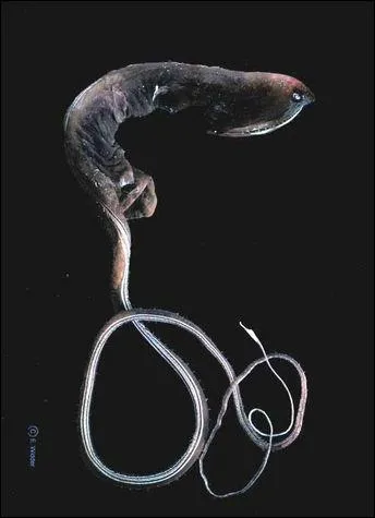 Combien le grandgousier mesure-t-il ? Ce poisson peut vivre  plus de 3 000 m de profondeur.