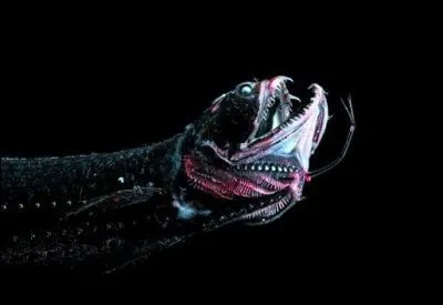 Quelle est la particularit du dragon-boa (Stomias boa), poisson de 32 cm de long ?