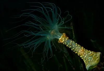 O trouve-t-on cette anmone d'herbier (Alicia mirabilis) ?