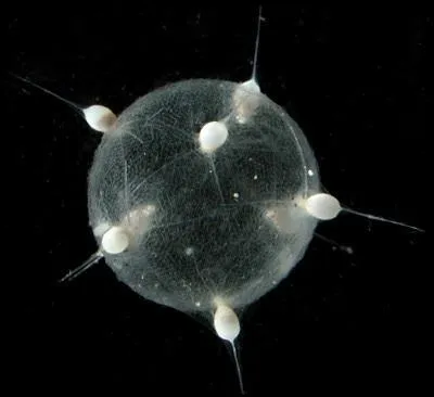 Combien mesure ce radiolaires (Tuscaridium cygneum) ?