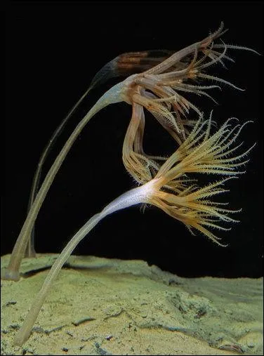 Jusqu' combien de mtres trouve-t-on des plumes de mer pleureuses (Umbellula magniflora) ?