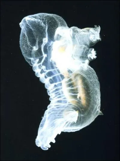 Qu'est-ce qui fait leur succs aux concombres de mer comme ce Peniagone gracilis ?