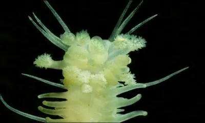 Combien cet holothurie lumineuse (Pannychia moseleyi) peut-il mesurer ?