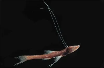  quoi servent les longues nageoires pectorales du poisson trpied (Bathypterois dubius)