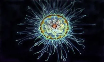 O peut-on trouver cette mduse (Ptychogastria polaris) remonter  la surface ?