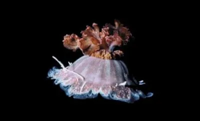 Quel est le nom de cette mduse ?