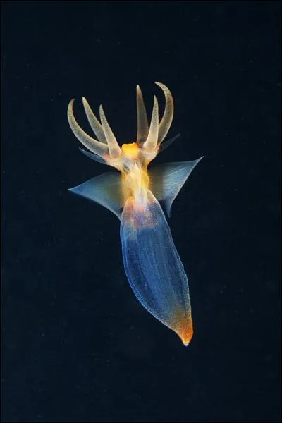 Pendant combien de temps le papillon de mer (Clione limacina) est-il capable de jener ?