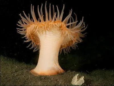 O trouve-t-on ces anmones Actinostola callosa de plus de 30 cm ?