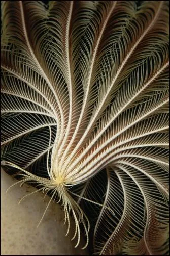 Depuis combien d'annes les animaux du genre Lys de mer existent-ils ?