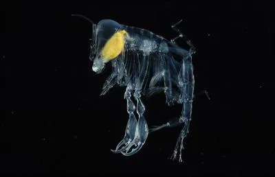 La crature de quel film a t inspire par l'amphipode landau (Phronima sedentaria) ? Ce crustac de 2 cm vit en parasite dans le corps de mduses entre 200 et 1 000 m de profondeur.