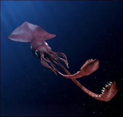 Quel est le nom de ce calamar (Mesonychoteuthis hamiltonii) de plus de 9 m de long ?