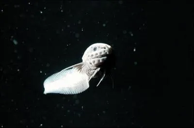 La limace  nageoires effiles (Carepractus longifilis) est un fossile vivant. Quand est-il apparu dans les ocans ?