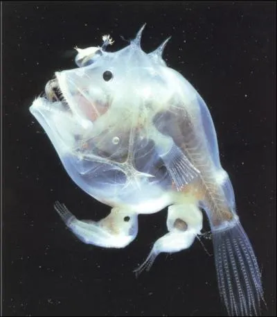 Chez les Crates comme ce crate abyssale blanc (Haplophryne mollis), le dimorphisme sexuel est trs prononc. Si la femelle de cette espce mesure 8 cm, combien le mle mesure-t-il ?