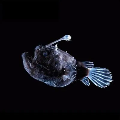 Que sont ces petites perles qui parcourent le corps du poisson-football (Himantolophus paucifilosus) ?