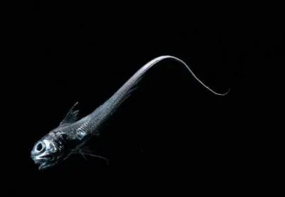 Comment s'appelle ce Hymenocephalus italicus de 25 cm que les chercheurs appellent aussi familirement Poisson queue de rat ?