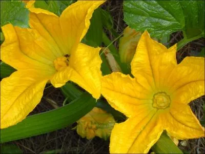 Ces fleurs magnifiques, d'un jaune soutenu, sont celles de ?