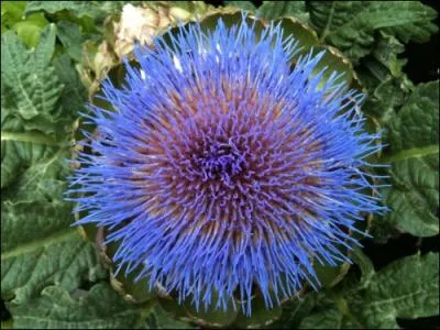 Entre bleu et violet, la superbe fleur ?