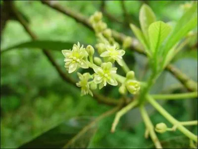 Quelle est cette dlicate fleur verte ?