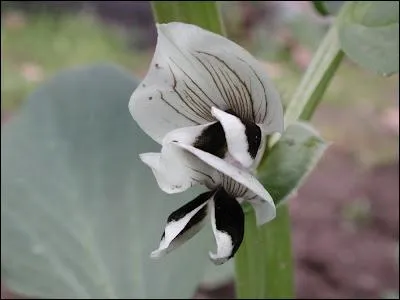 C'est une tonnante fleur blanche et noire, celle du lgume ?